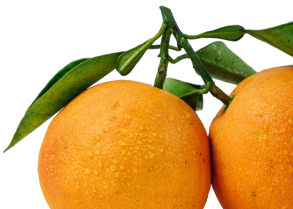 hero-oranges Balance hormones,men,women,improve energy,lose weight,weightloss,get healthy,health,lifestyle,nutrition,eat well,eat healthy,internal health,healthier life,Nutrition plan,Hormone balancing nutrition plan,Fantastic life,Body type,questionnaire,Personalized Nutrition Plan,Personalized Nutrition,Free health tips,Free tips,health webinar,health blogs,health tips,nutritionist,naturopath,functional medicine,doctor,western medicine,medicine,healing,natural healing,healing naturally,practitioners,health influencer,partnership,influencers,bloggers,Insulin,adrenal,estrogen,healing gut,thyroid,cardiovascular,diabetes,arthiritis
