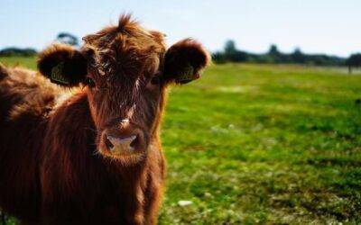 Do You Consume Conventionally-Raised Animal Products?