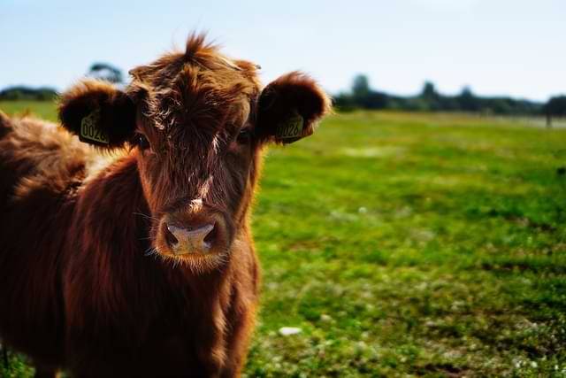 Brown Cow In A Green Field